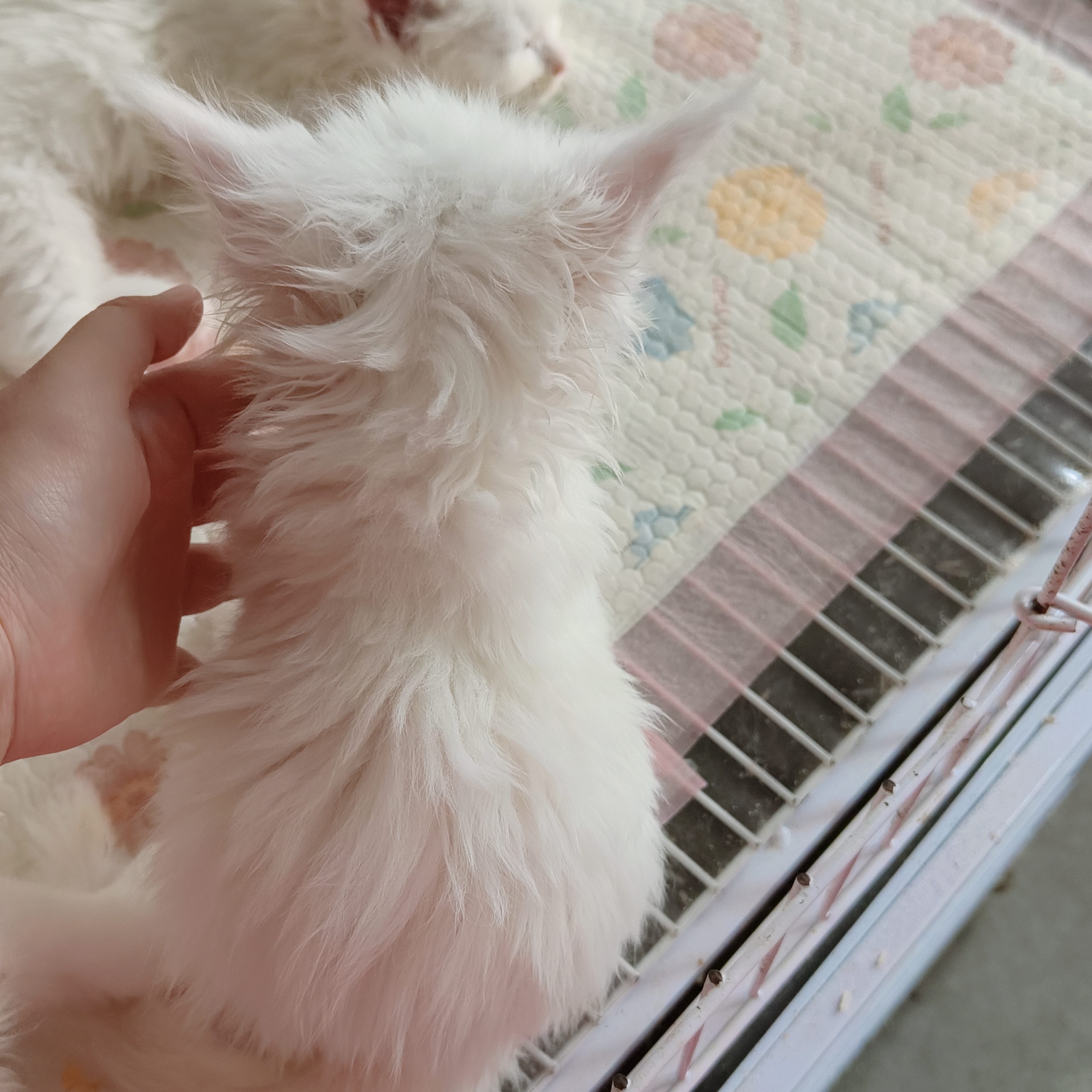 精品纯白缅因,6指,包邮
